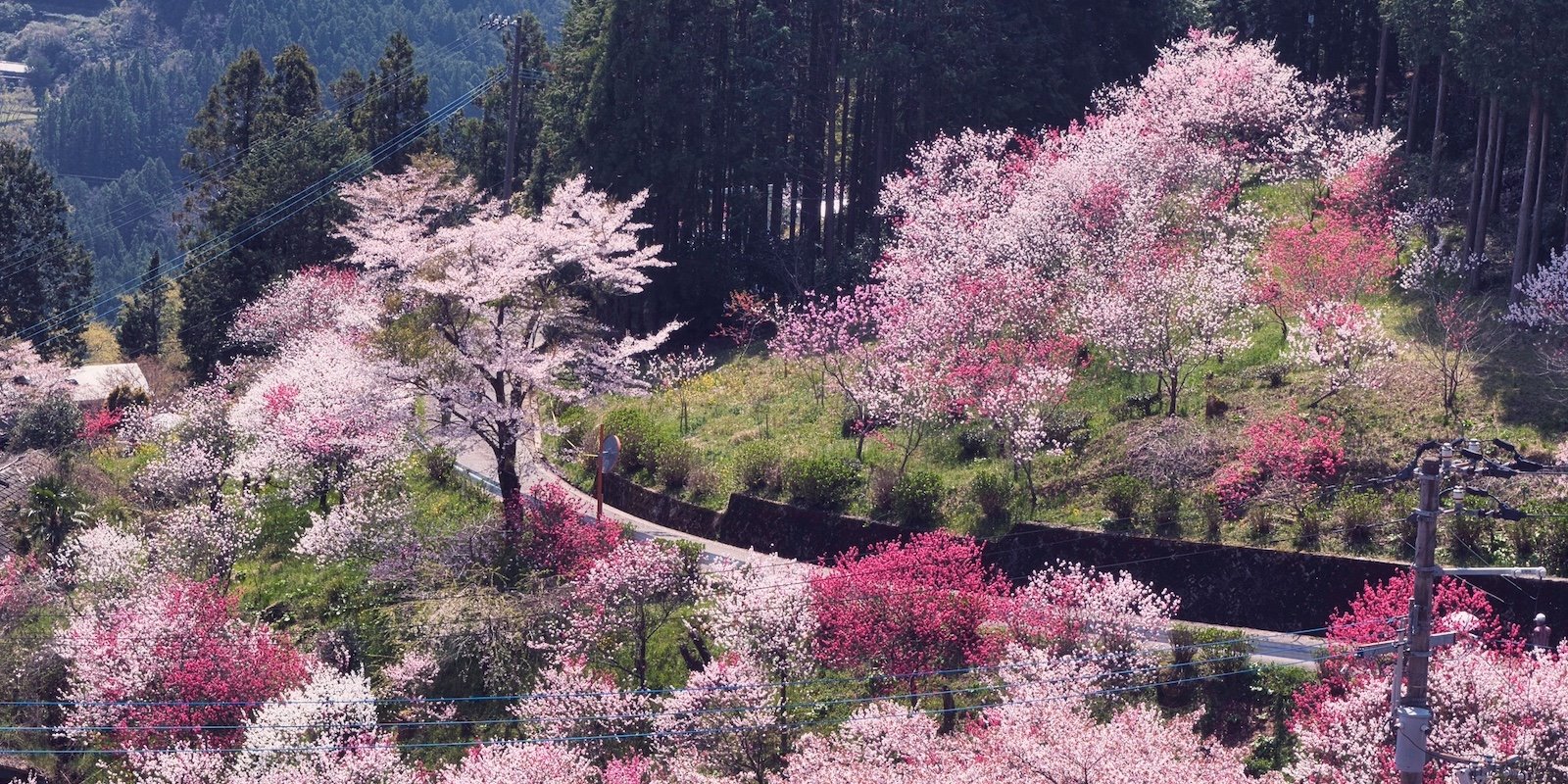 Japan - Private Tour of Shikoku